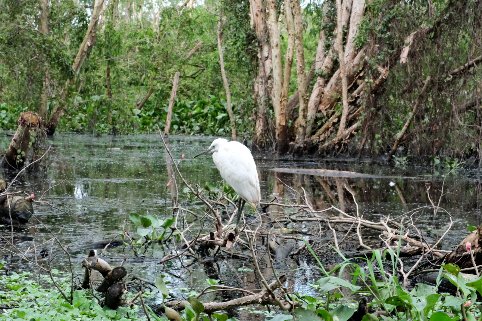 Mekong Delta 3 Days 2 Nights from Ho Chi Minh City (Cai Be ï¿½ Can Tho ï¿½ Chau Doc) cover image