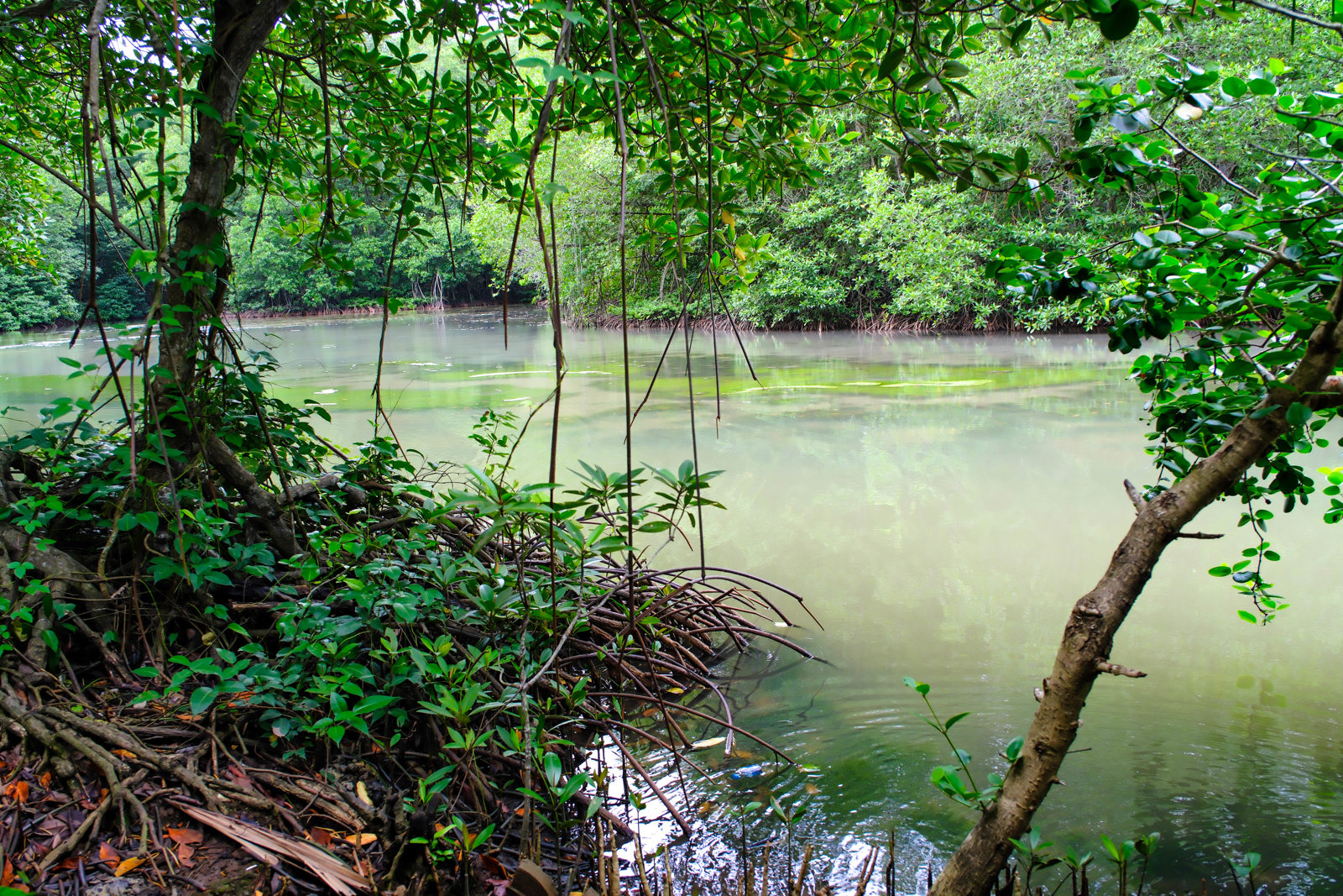 Can Gio Mangroves Monkey Island by Motorbike
