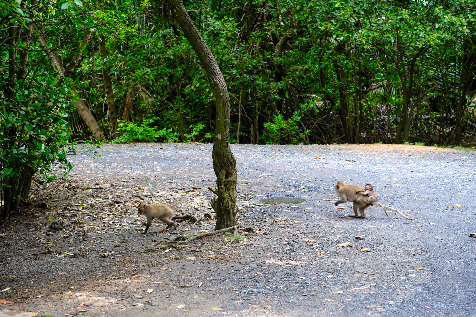 Can Gio Mangroves Monkey Island by Motorbike gallery image