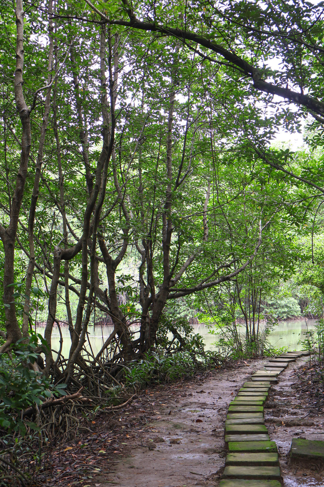 Can Gio Mangroves Monkey Island by Motorbike gallery image