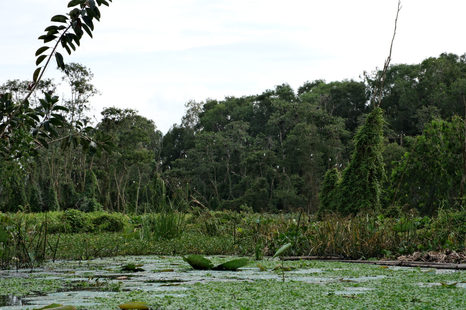 Private Mekong Delta 3 Days 2 Nights gallery image
